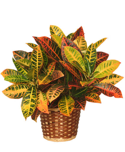 CROTON PLANT BASKET CODIAEUM VARIEGATUM PICTUM
