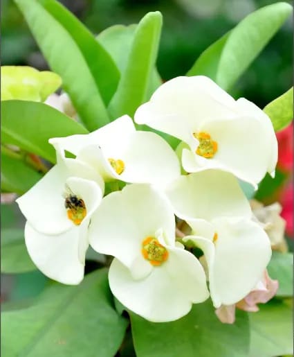 CROWN OF THORNS CACTUS 6CACTUS