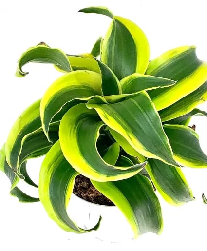 DRACAENA TORNADO PLANT POTTED PLANT