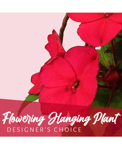 FLOWERING HANGING PLANT DESIGNER'S CHOICE