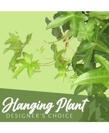 HANGING PLANT DESIGNER'S CHOICE