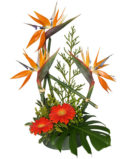 ISLAND-INFLUENCED ARRANGEMENT