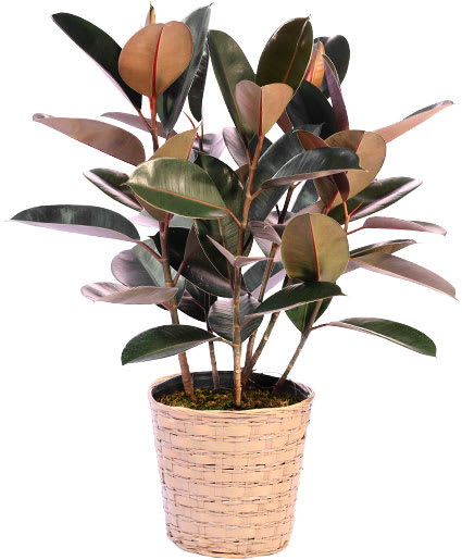 LARGE RUBBER PLANT HOUSE PLANT Flower Bouquet