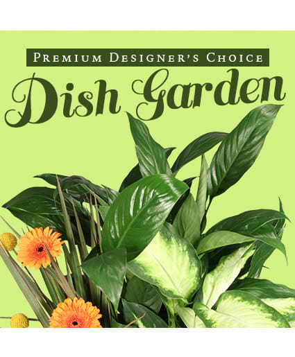 LUSH DISH GARDEN PREMIUM DESIGNER'S CHOICE