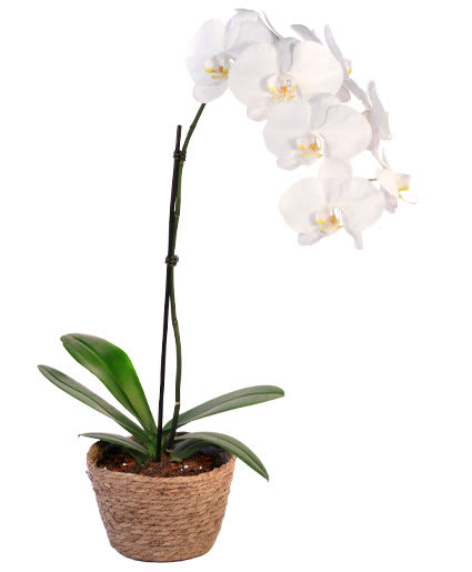 ORCHID PLANT HOUSE PLANT Flower Bouquet