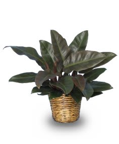 RED PRINCESS PHILODENDRON PHILODENDRON X 'RED PRINCESS'