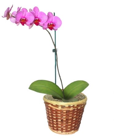 POTTED ORCHID PLANT BLOOMING PLANT