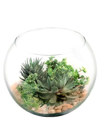 STUNNING SUCCULENT BOWL