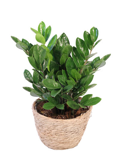 ZZ PLANT HOUSE PLANT