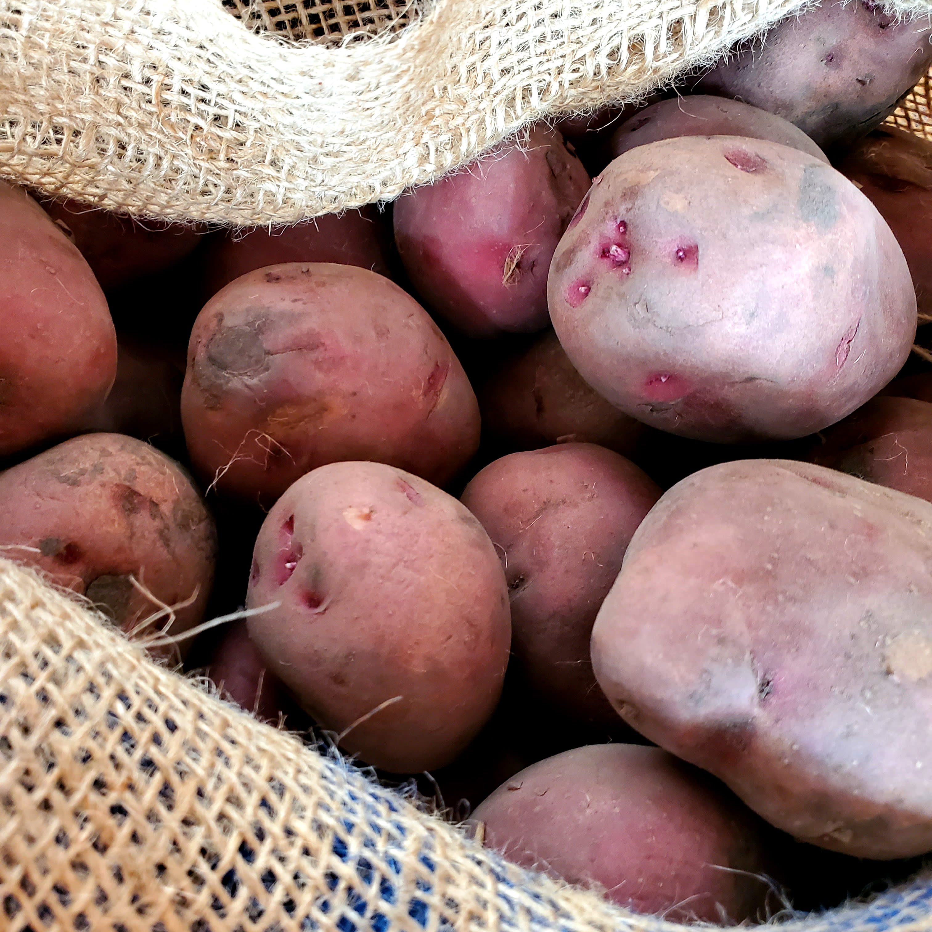 Dark Red Norland Seed Potatoes Flower Bouquet