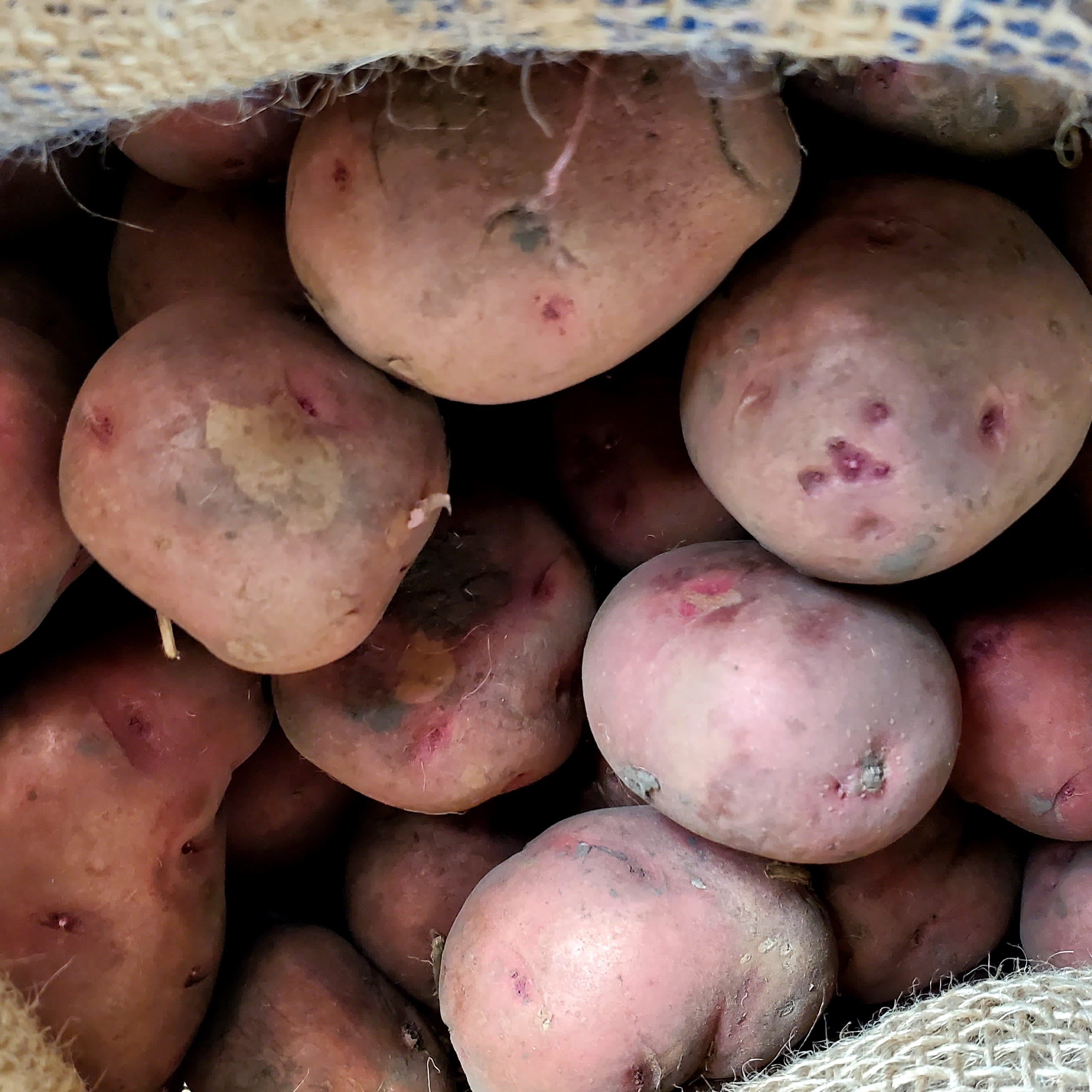 Red Pontiac Seed Potatoes Flower Bouquet