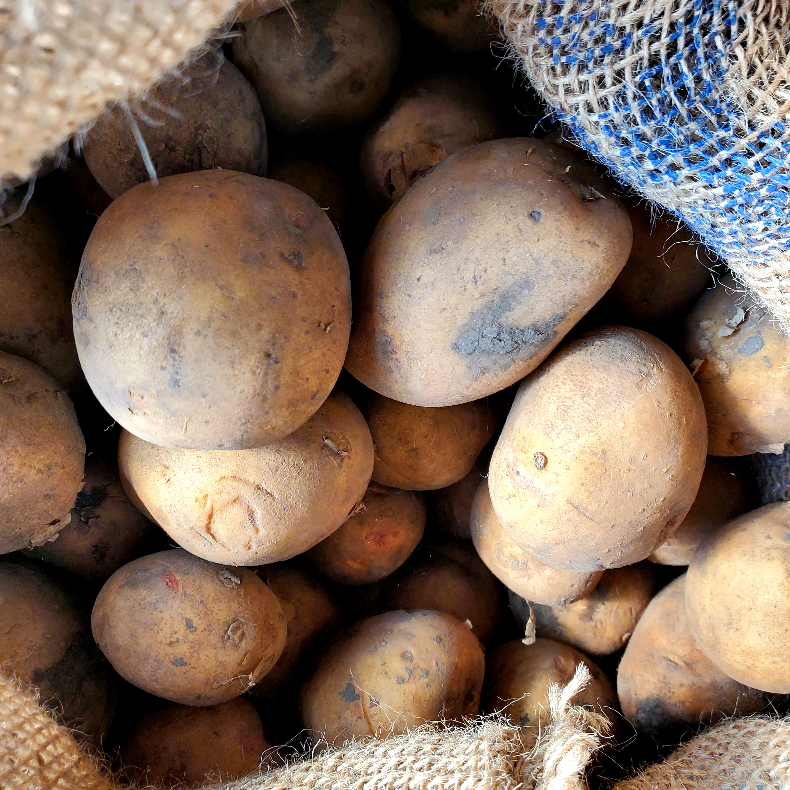 Yukon Gold Seed Potatoes