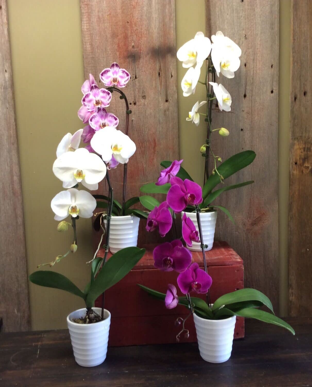 **On Sale** 30% OFF Phalaenopsis Orchid Plant Flower Bouquet