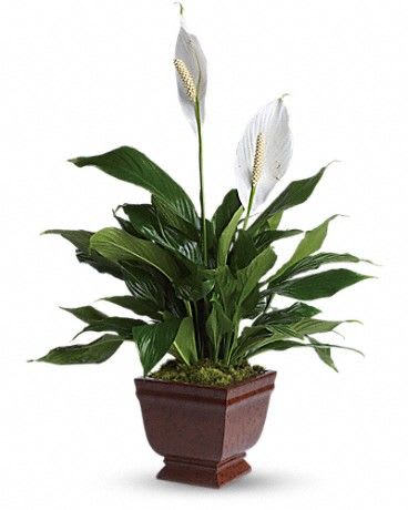 Lovely One Spathiphyllum Plant Flower Bouquet
