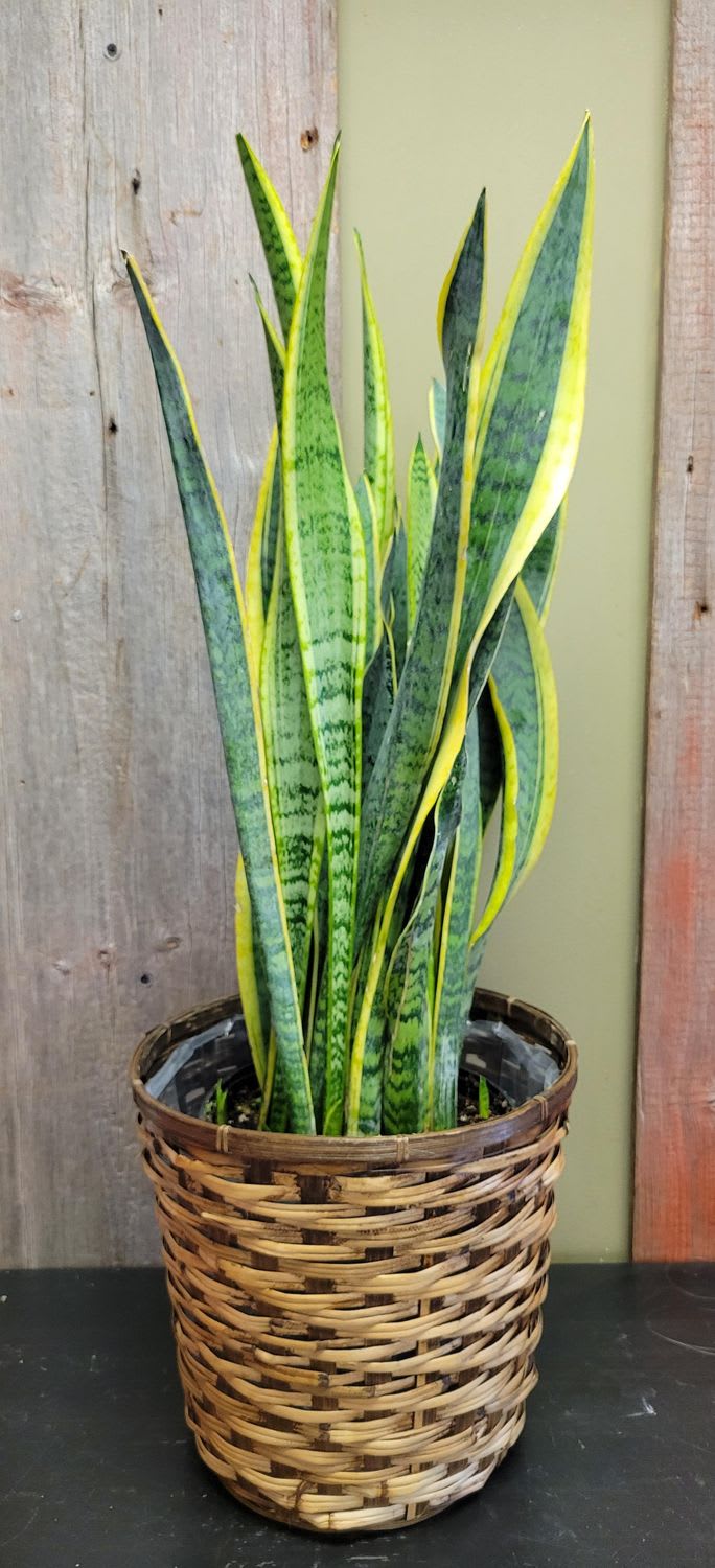 Sansevieria - Snake Plant