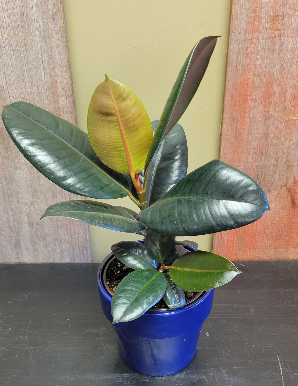 Ficus - Elastica Burgundy