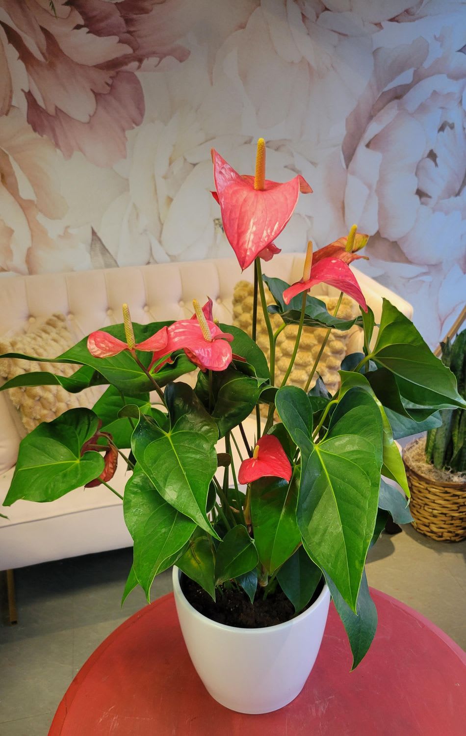 8" Anthurium Plant