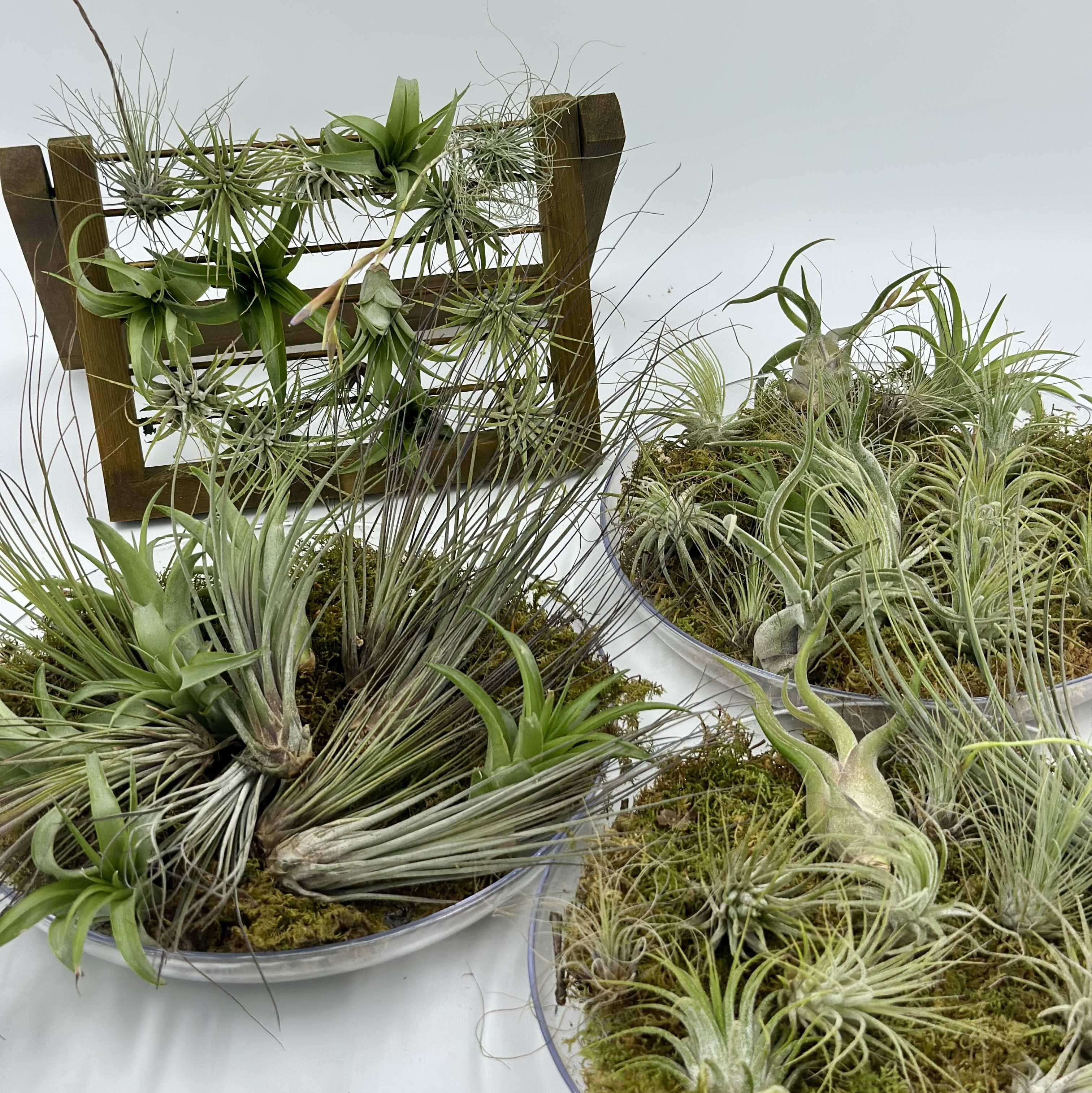 Air Plant Assortment Flower Bouquet