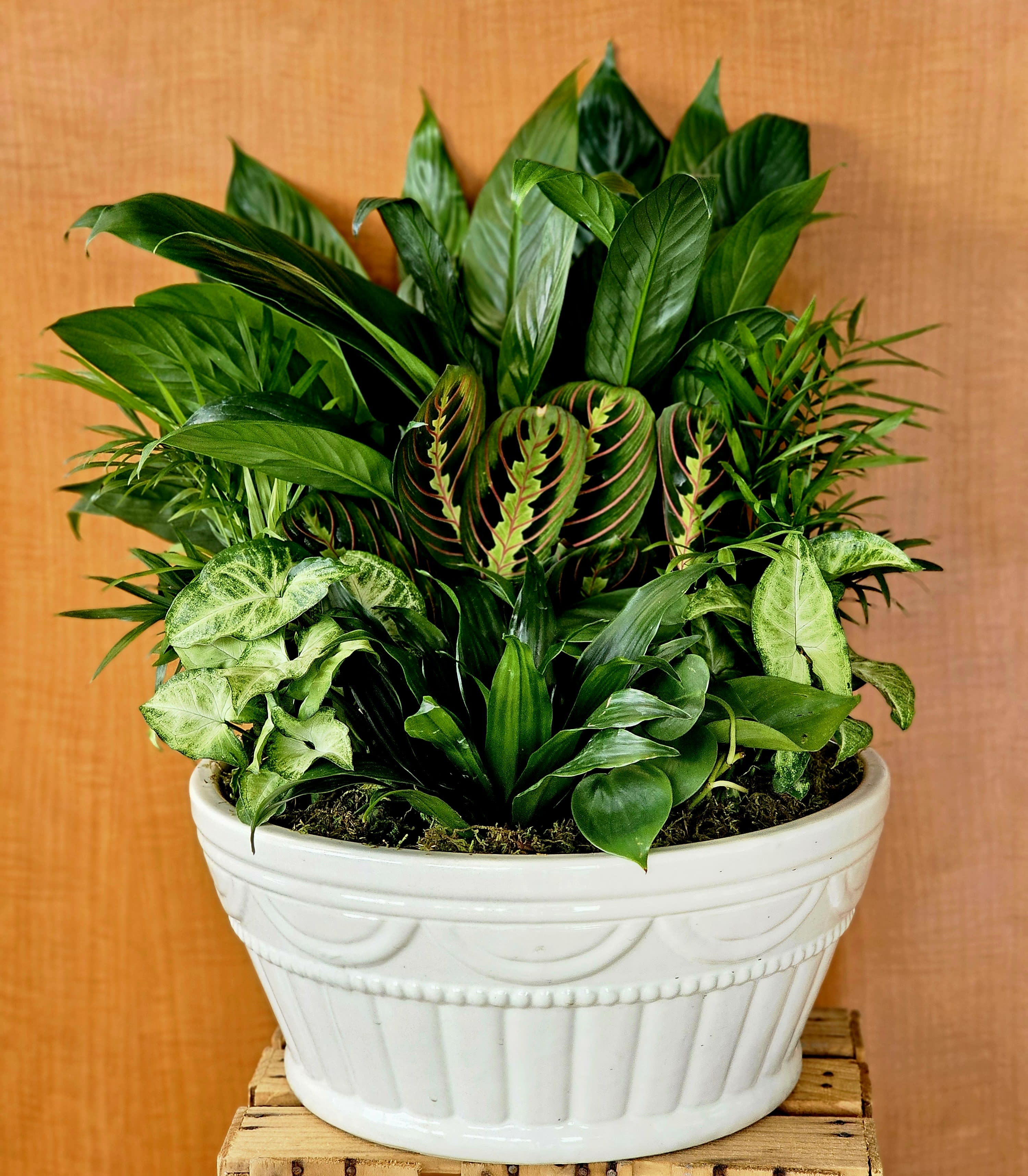 Large Assorted Green Plants in Ceramic- Planter will vary