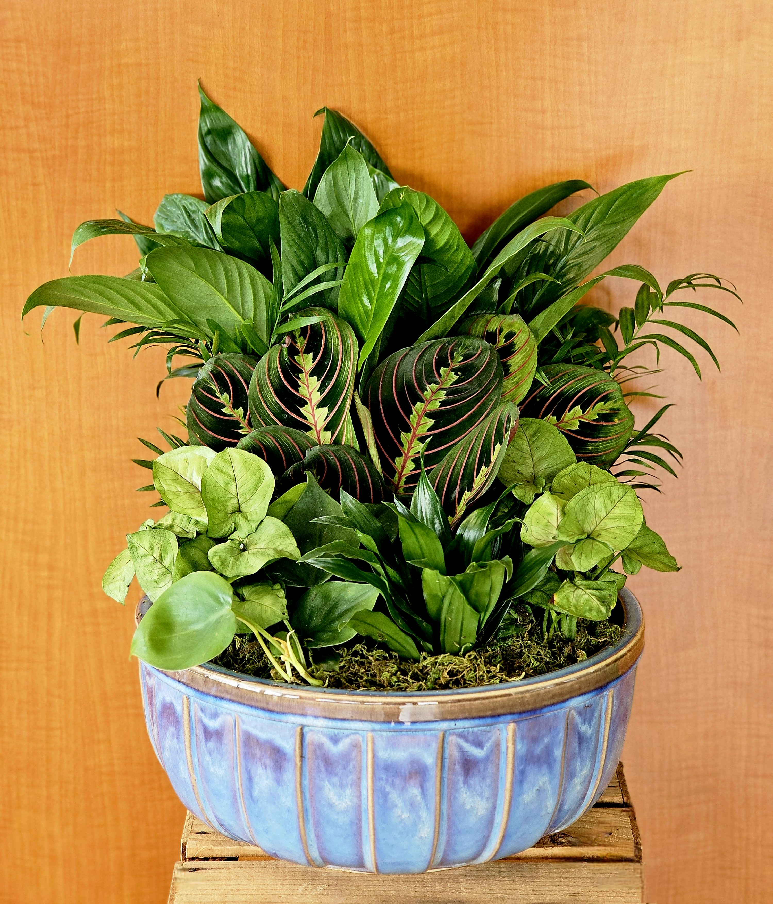 Reg. Assorted Green House Plants in Ceramic-container varies