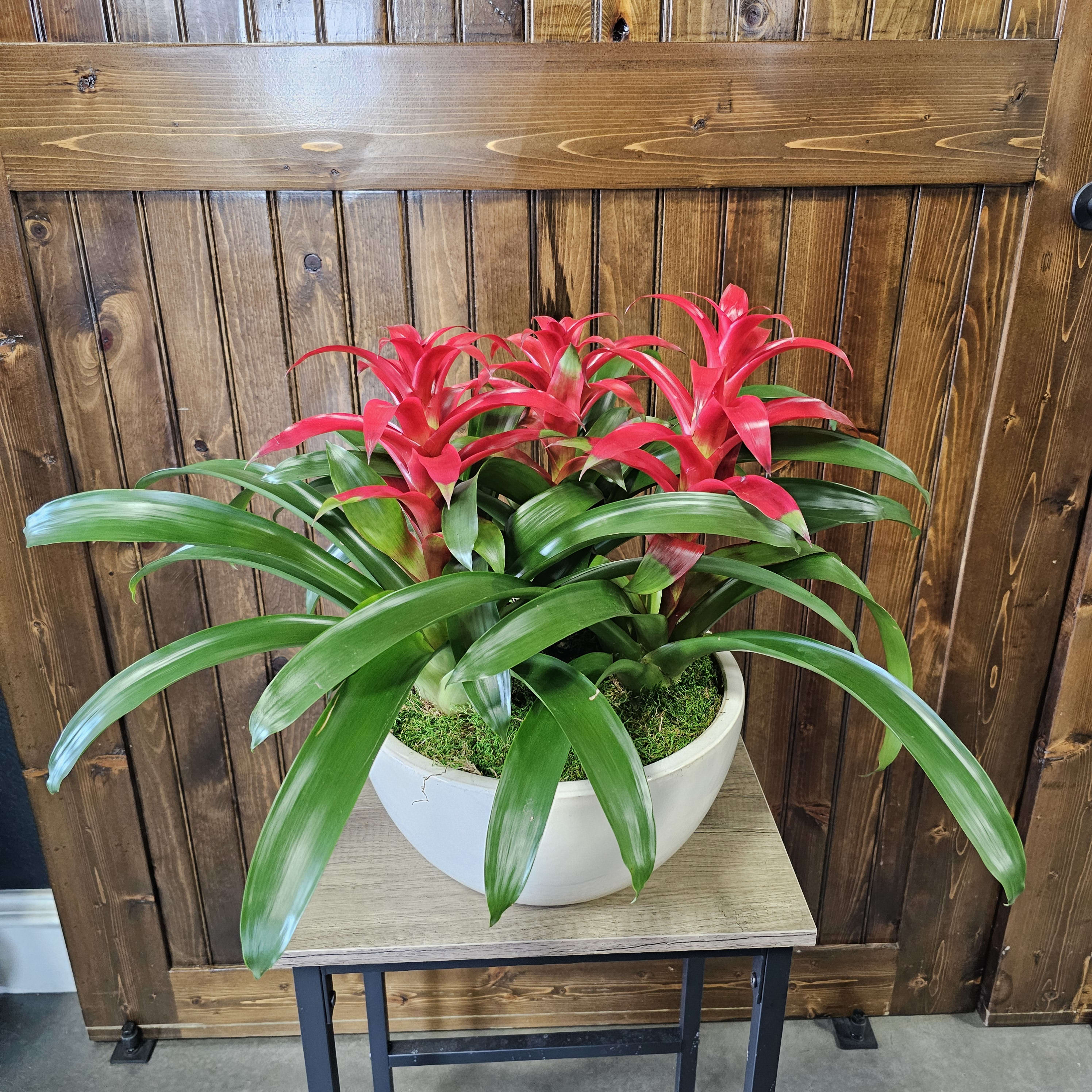 Modern Bromeliad