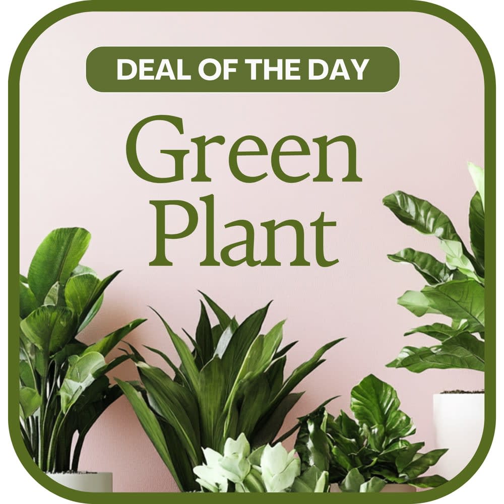 Green Plant Deal of the Day Flower Bouquet