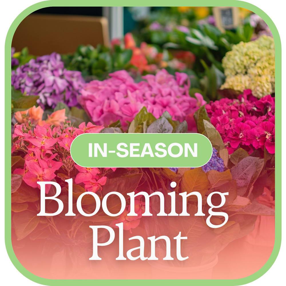 In-Season Blooming Plant Flower Bouquet
