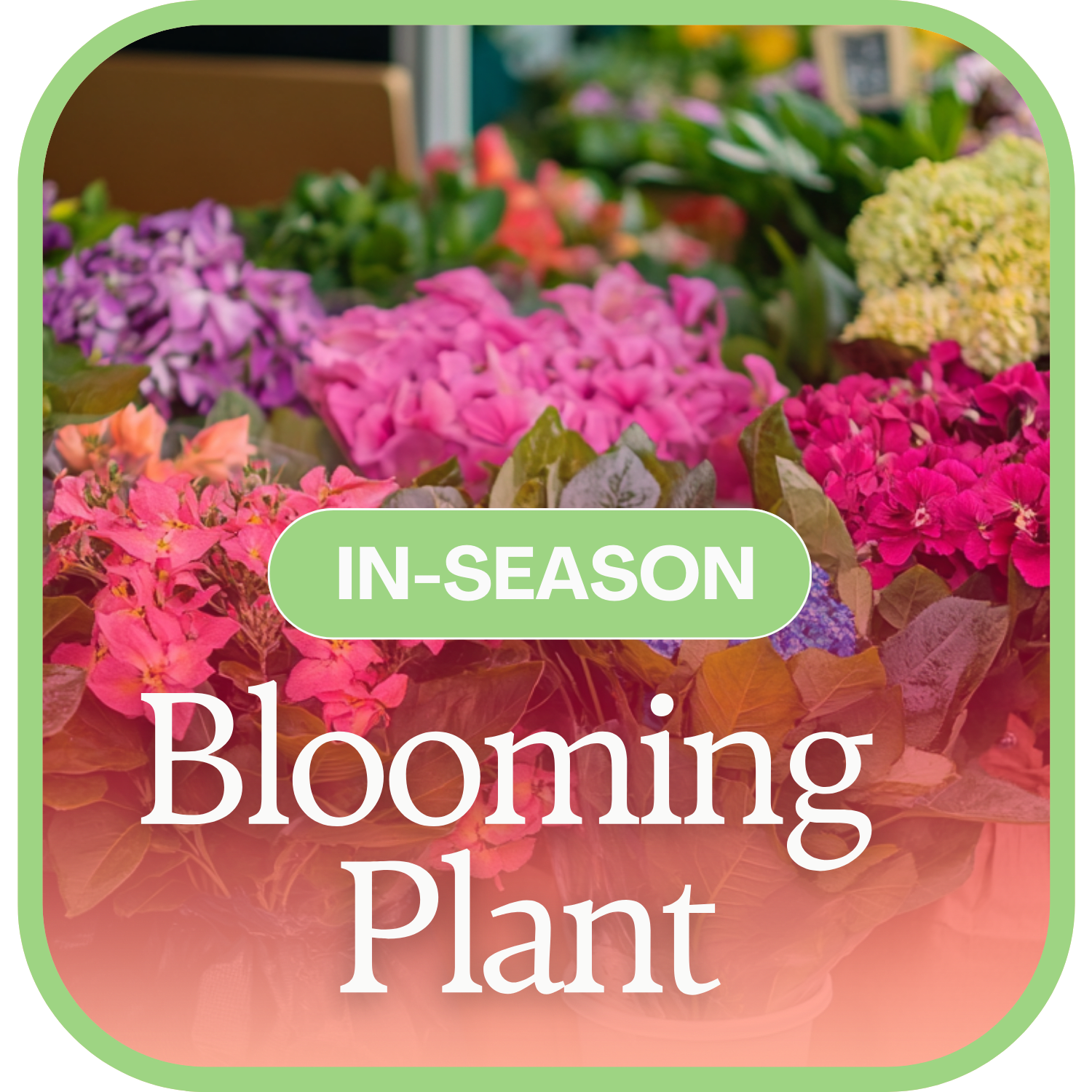 In-Season Blooming Plant Flower Bouquet