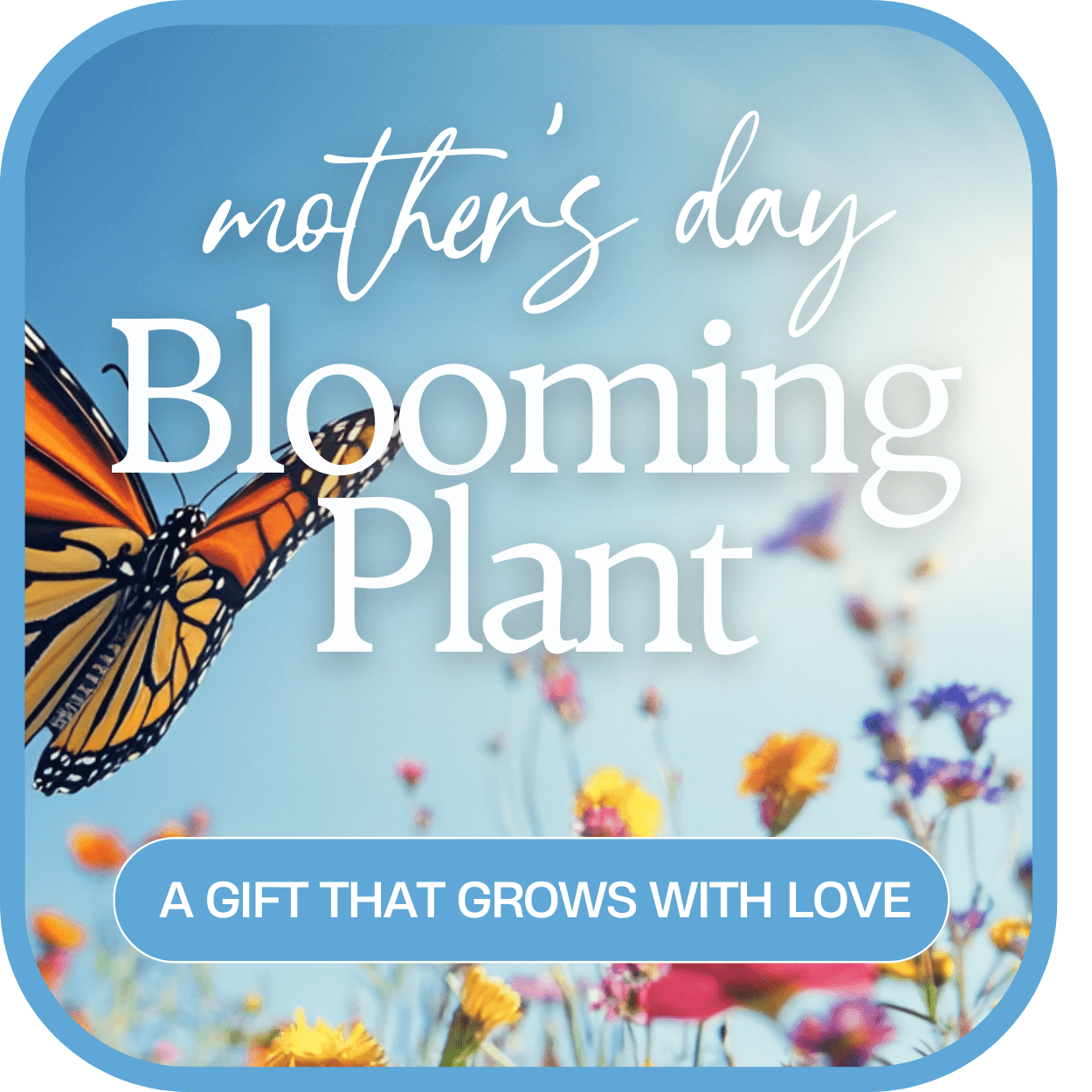 Mother's Day Blooming Plant