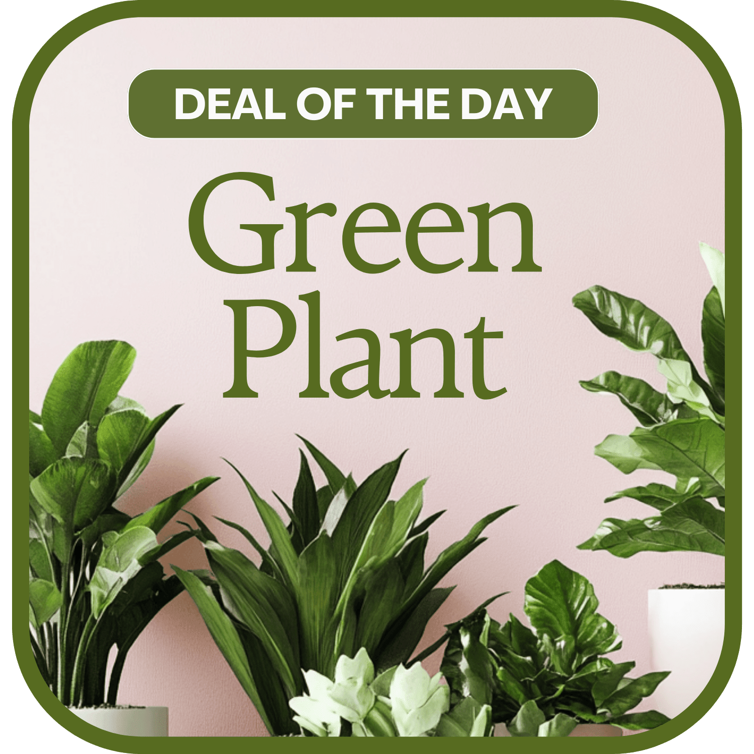 Green Plant Deal of the Day Flower Bouquet