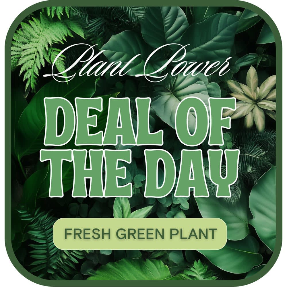 Green Plant Deal of the Day Flower Bouquet