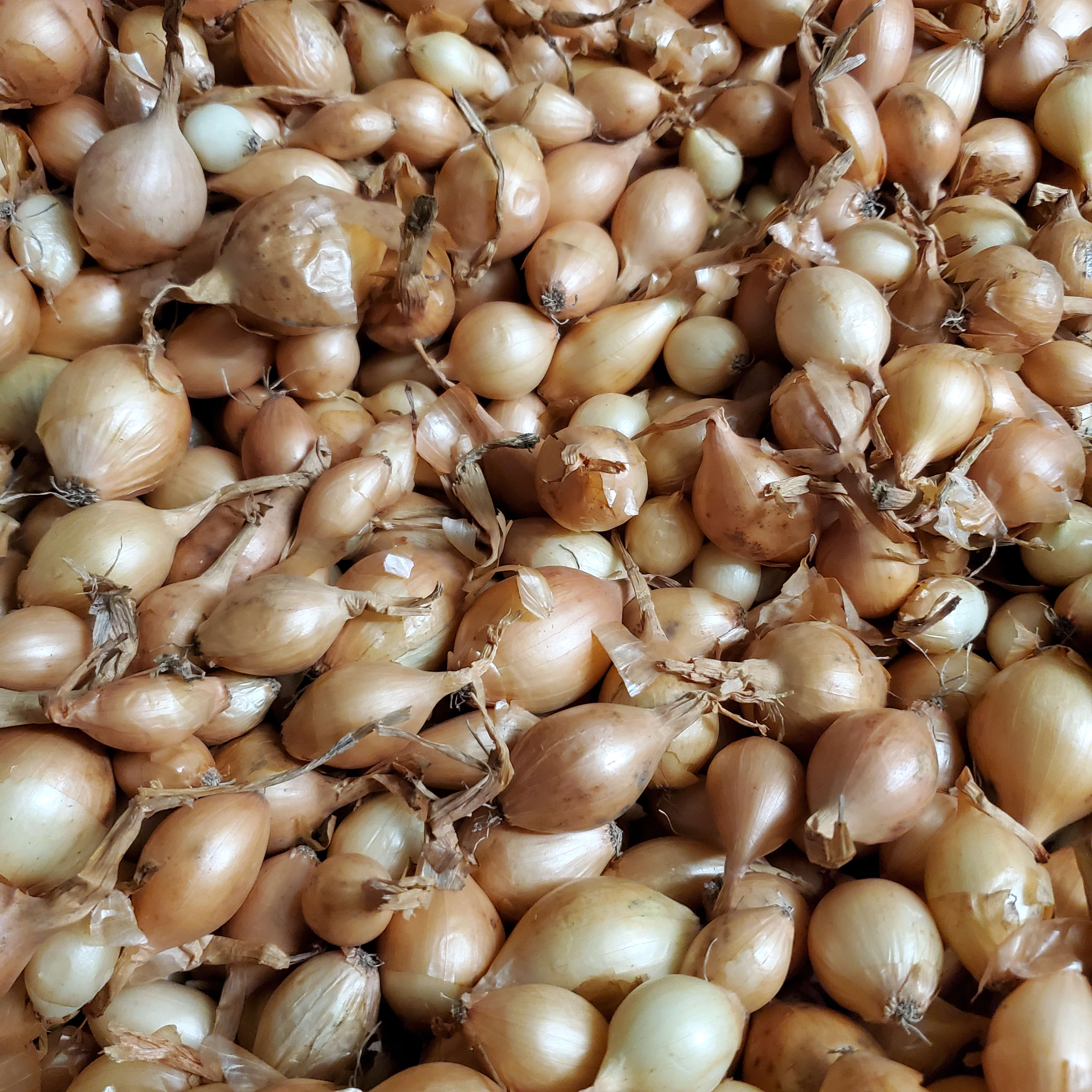 Sturon Onion Seeds Flower Bouquet