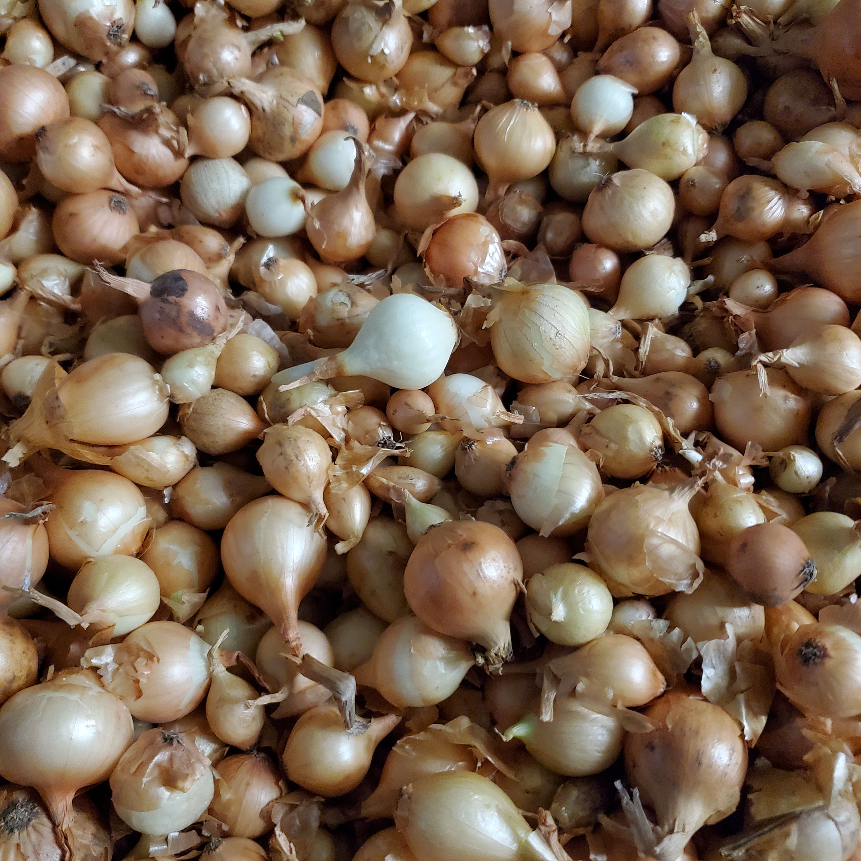 Stuttgarter Onion Seeds Flower Bouquet