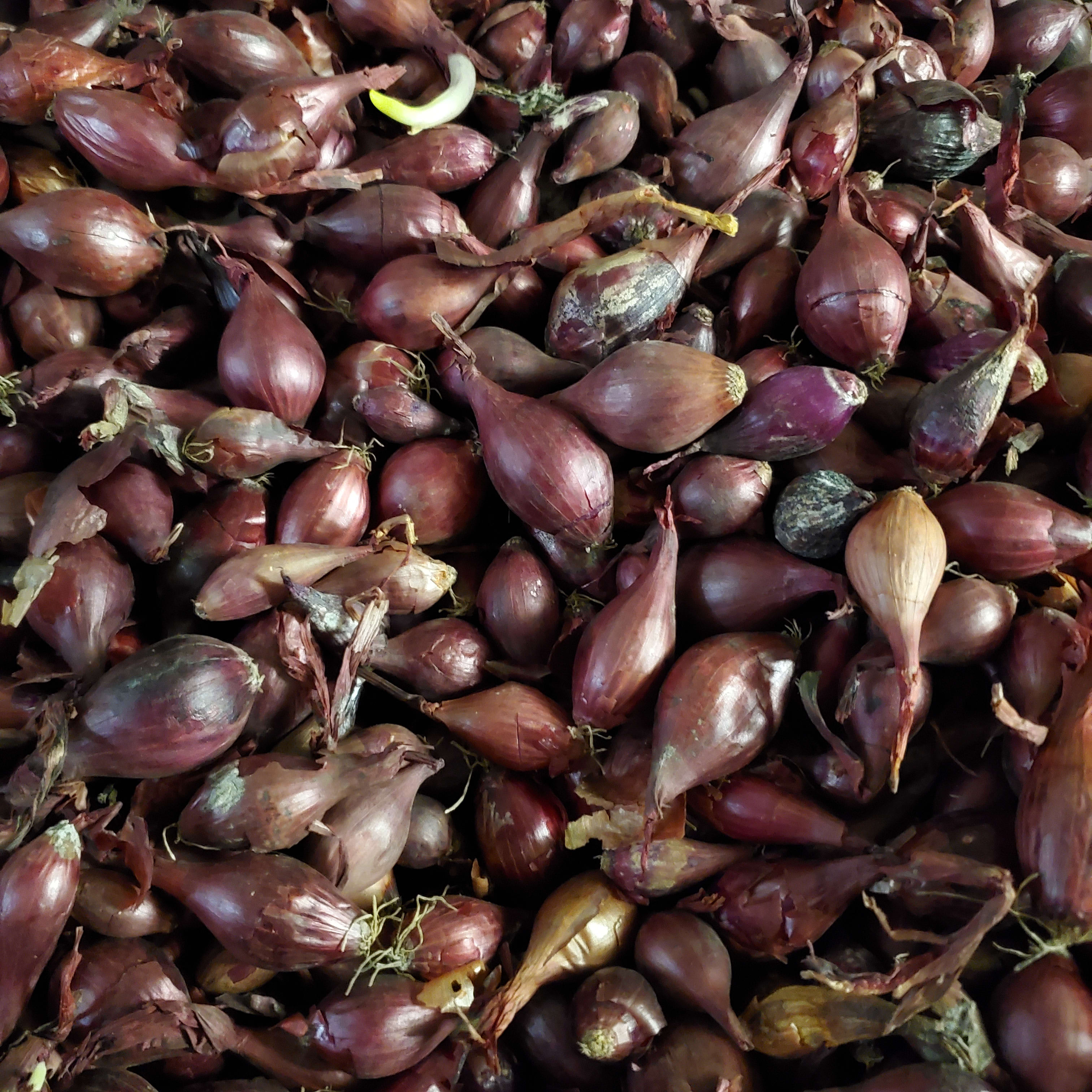 Red Karmen Onion Seeds Flower Bouquet
