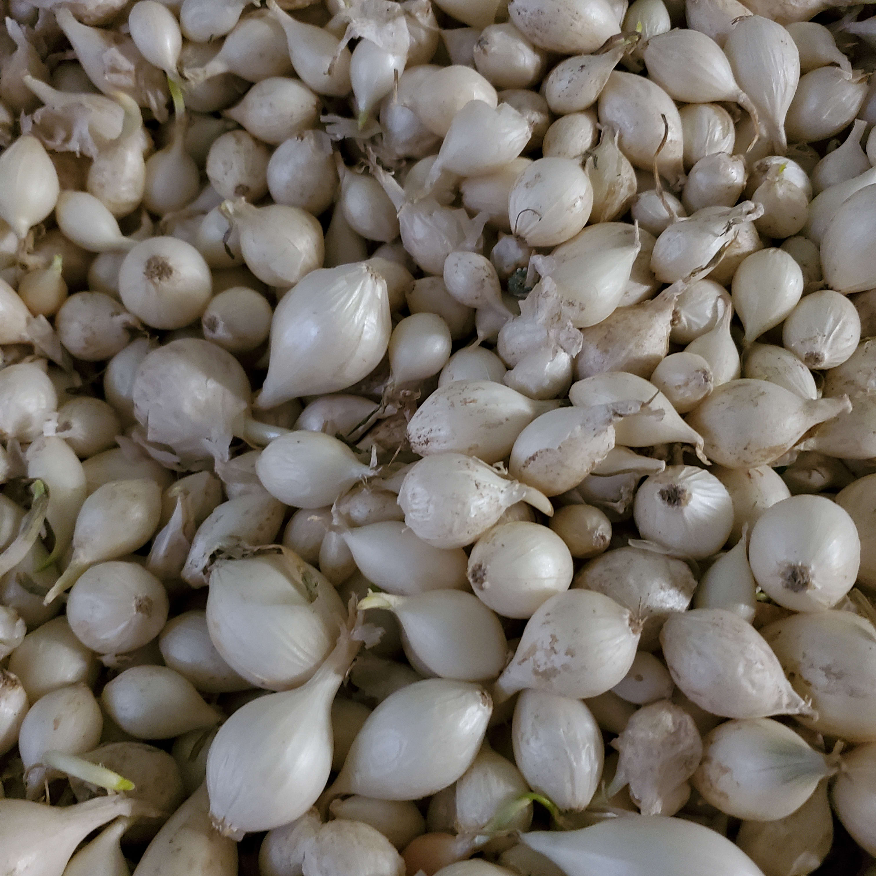 White Onion Seeds Flower Bouquet
