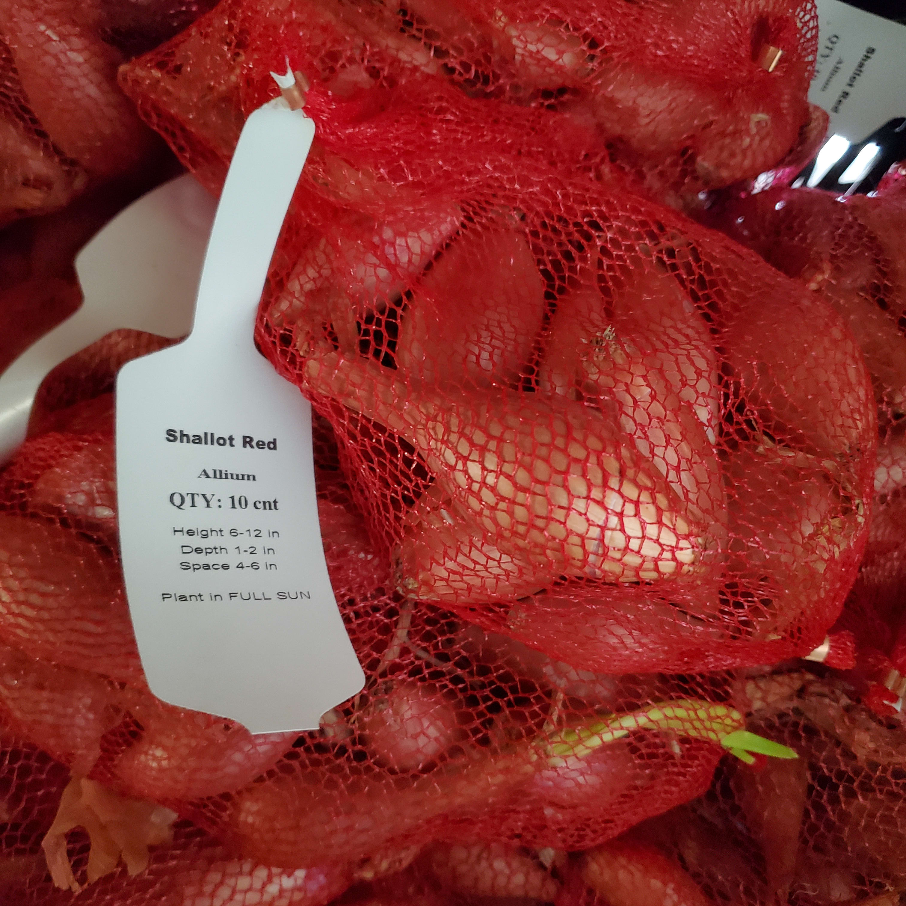 Shallot Starts Flower Bouquet