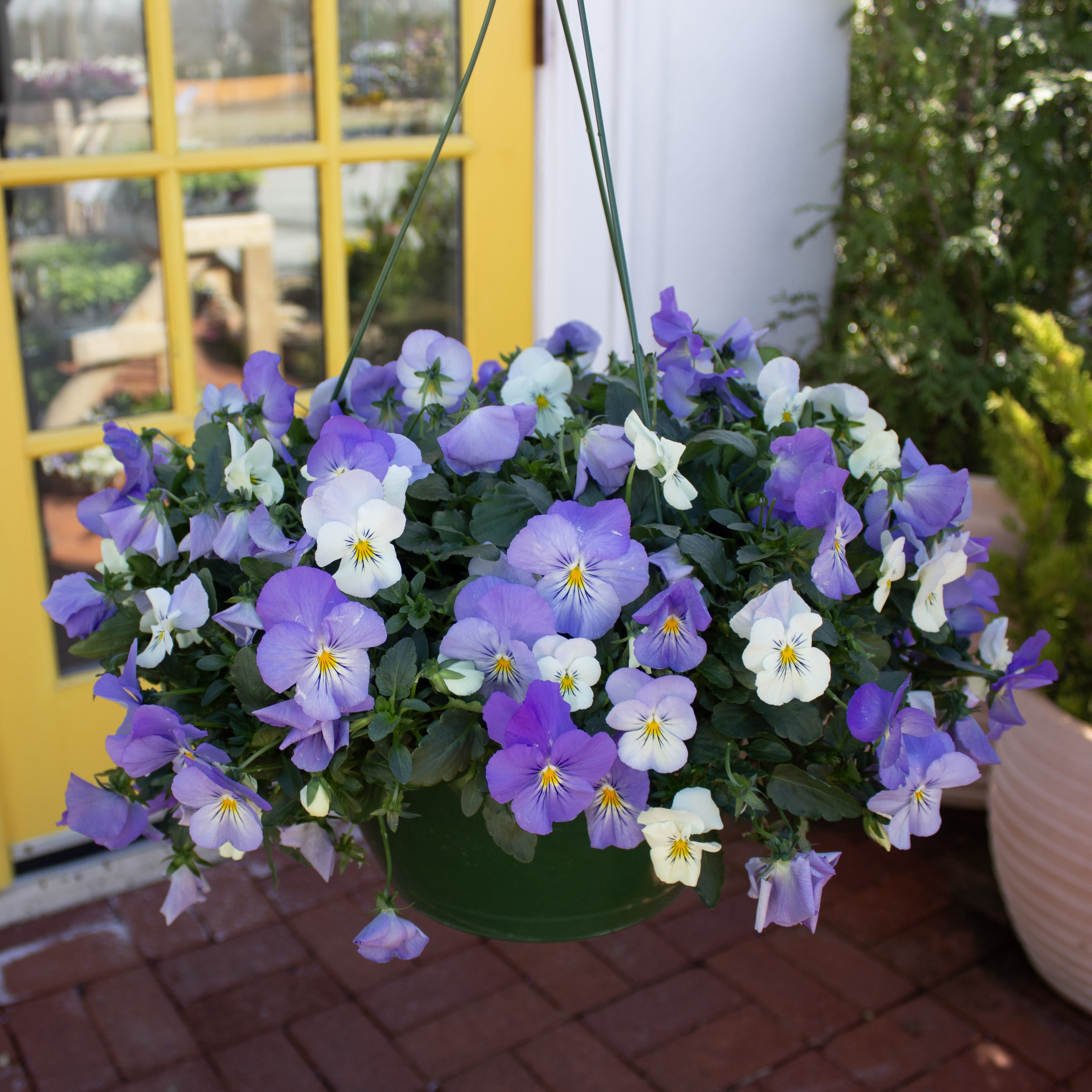 11" Pansy Hanging Basket Flower Bouquet