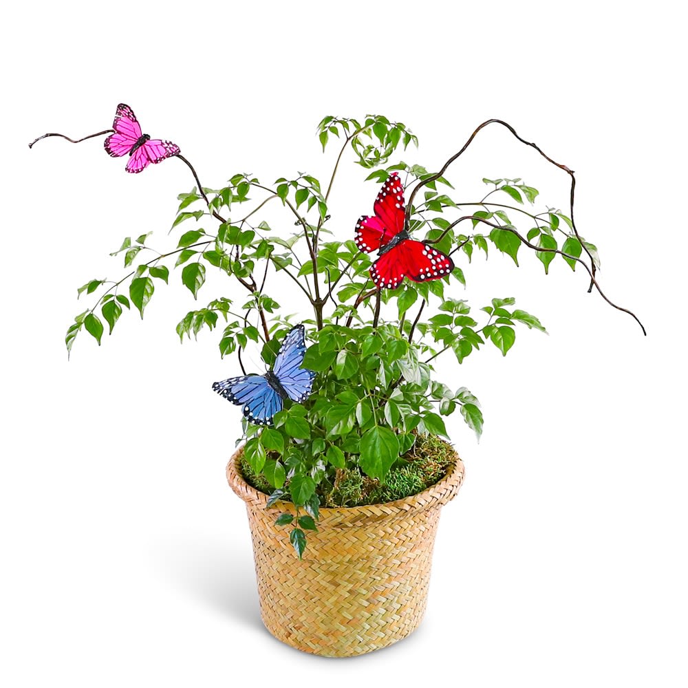 Butterfly China Doll Plant in Basket Flower Bouquet