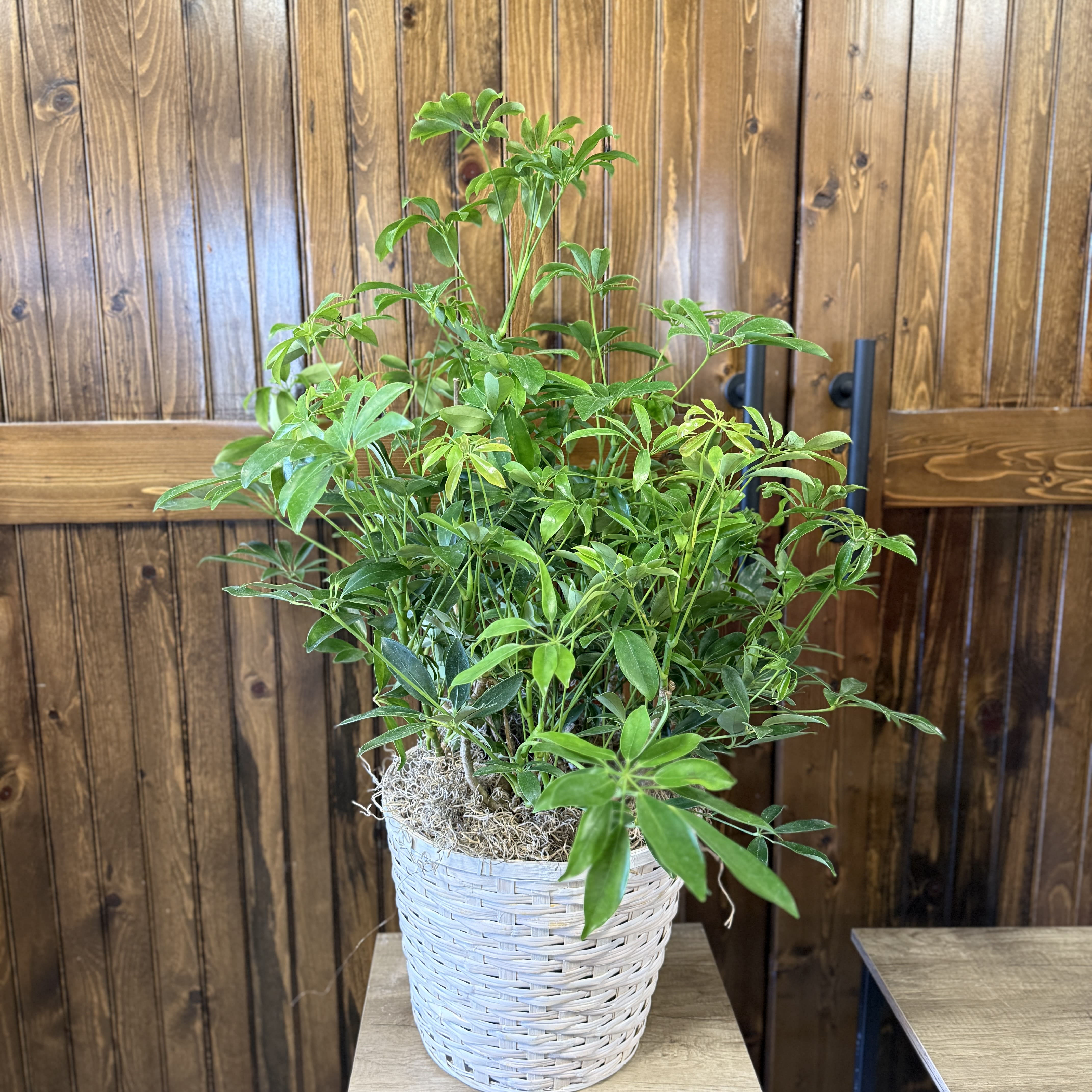 Arboricola Hong Kong Plant 8"