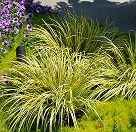 Ogon Sweet Flag Flower Bouquet