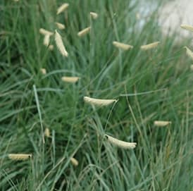 Blonde Ambition’ Blue Grama Grass