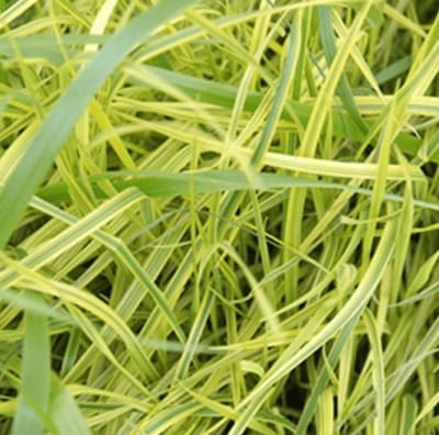 Varigated Palm Sedge