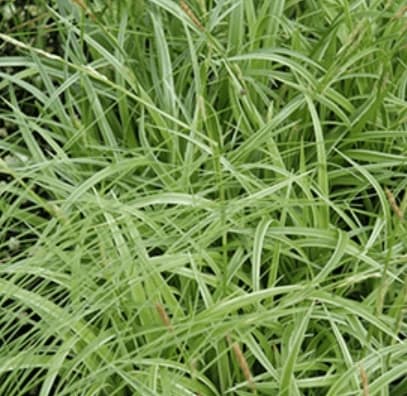 Silver Sceptre Sedge