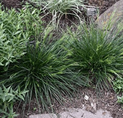 Goldtau Tufted Hair Grass