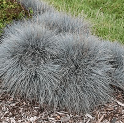 Dwarf Blue Fescue