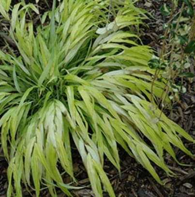 All Gold Japanese Forest Grass