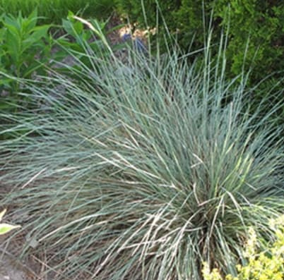Sapphire Blue Oat Grass