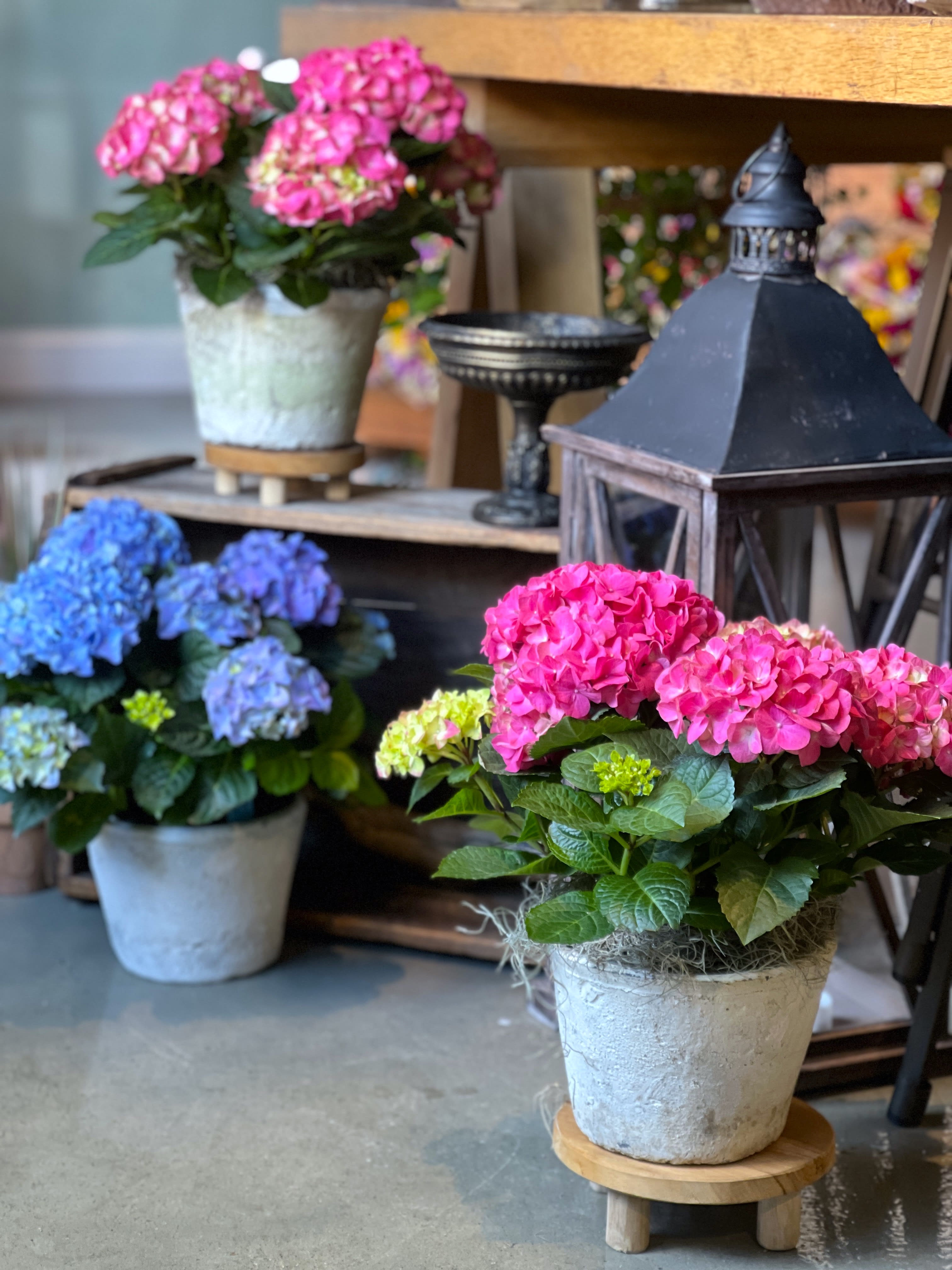 Hydrangea Plant Flower Bouquet