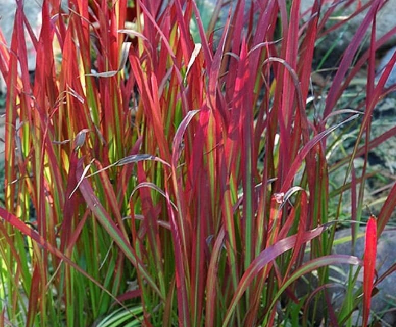 Japanese Blood Grass