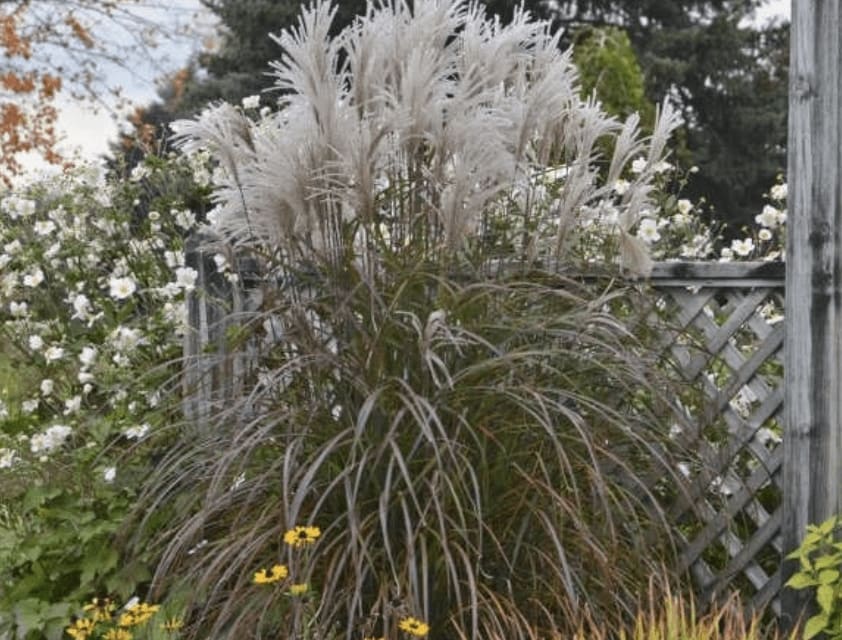 Oktoberfest Maiden Grass